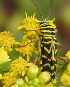 File:Goldenrod2 234.jpg